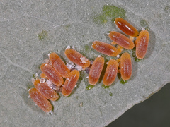 Paropsisterna m-fuscum