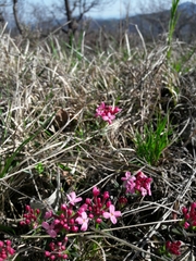 Daphne cneorum