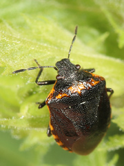 Cosmopepla uhleri