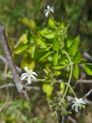 (c) Tom Field, some rights reserved (CC BY) Jasminum fluminense, photograph (c) Tom Field, some rights reserved (CC BY)