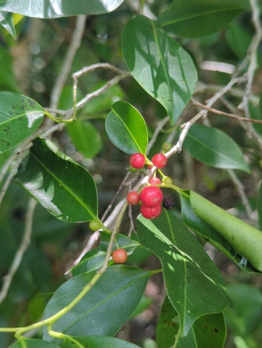 Ilex krugiana
