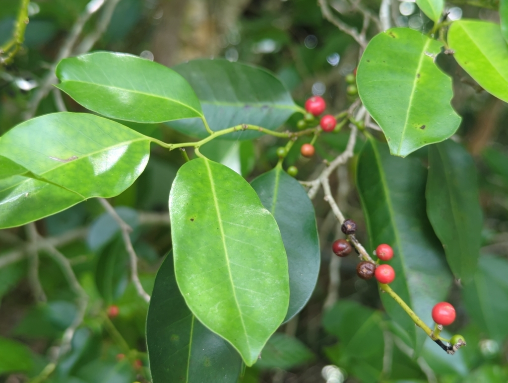 Ilex krugiana; photograph (c) Tom Field, some rights reserved (CC BY)