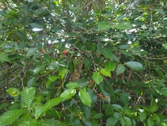 (c) Tom Field, some rights reserved (CC BY) Ilex krugiana, photograph (c) Tom Field, some rights reserved (CC BY)