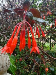 Fuchsia triphylla