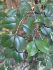 Eugenia confusa