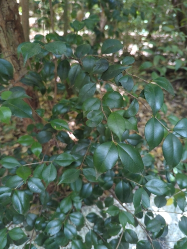 Eugenia confusa, photograph 2