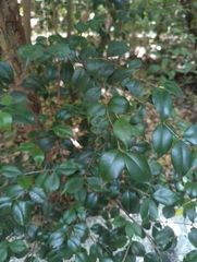 Eugenia confusa, photograph (c) Tom Field, some rights reserved (CC BY)