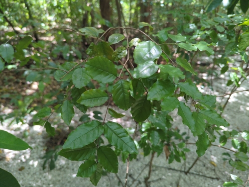 Krugiodendron ferreum