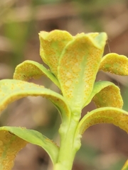 Aecidium euphorbiae