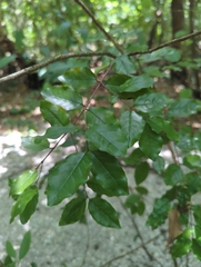 Krugiodendron ferreum, photograph (c) Tom Field, some rights reserved (CC BY)