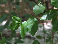 Krugiodendron ferreum, photograph (c) Tom Field, some rights reserved (CC BY)