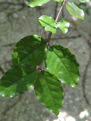 Krugiodendron ferreum, photograph (c) Tom Field, some rights reserved (CC BY)