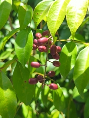 Picramnia pentandra