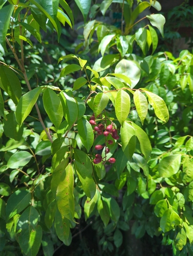 Picramnia pentandra, photograph 2