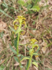 Aecidium euphorbiae