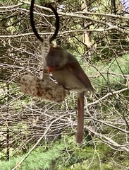 Cardinalis cardinalis cardinalis