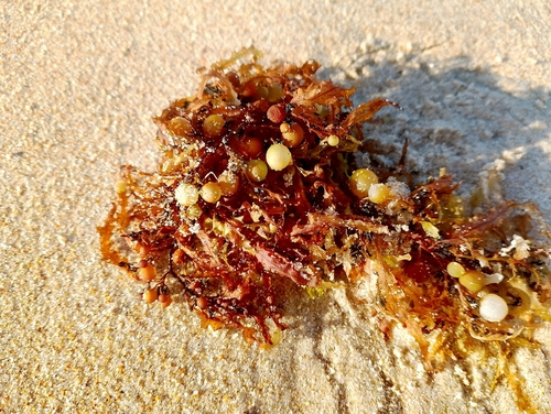 Sargassum vulgare observed 2026-06-27
