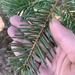 Abies grandis × concolor - Photo (c) Matt Reala, some rights reserved (CC BY-NC), uploaded by Matt Reala