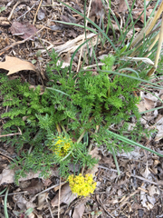 Lomatium grayi