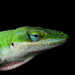 Northern Green Anole - Photo (c) PiccoloNamek, some rights reserved (CC BY-SA)