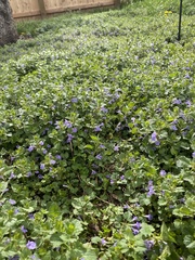 Glechoma hederacea