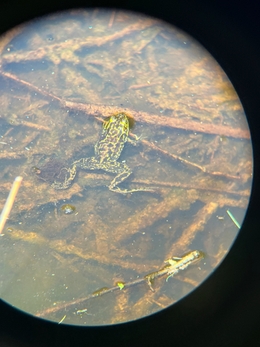 Mink Frog