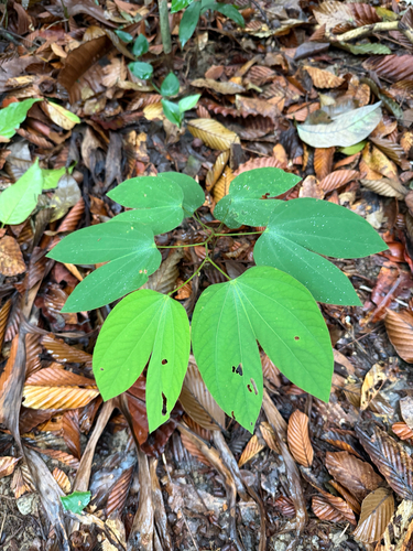 Phanera semibifida observed 2026-07-17