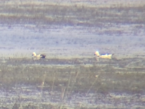 Cotton Pygmy-Goose
