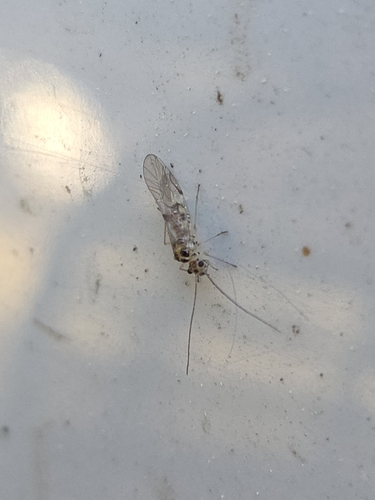 iNaturalist observation photo of Bark Lice, Book Lice, and Parasitic Lice