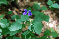 Salvia languidula