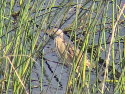Yellow Bittern