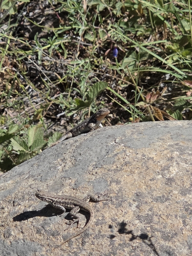 iNaturalist observation photo of Spiny Lizards