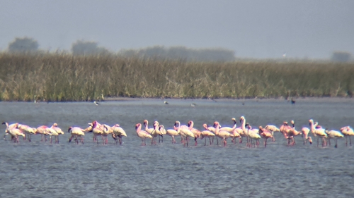 iNaturalist image