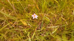 Romulea rosea australis