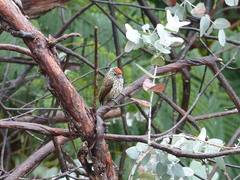 Picumnus albosquamatus