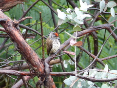 Picumnus albosquamatus