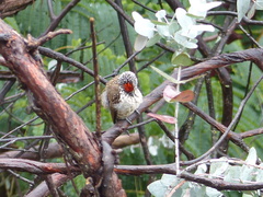 Picumnus albosquamatus