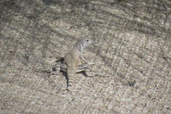 Callisaurus draconoides ventralis