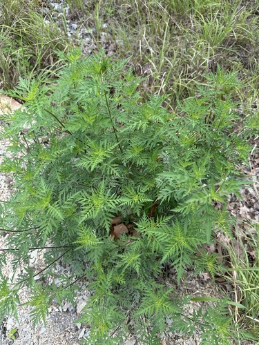 common ragweed