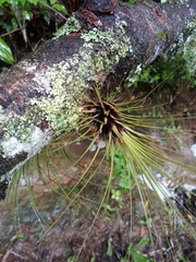 Tillandsia punctulata