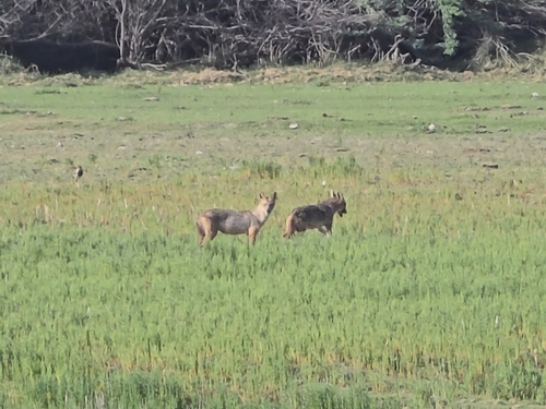 Persian Jackal