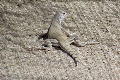 Callisaurus draconoides ventralis