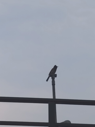 Red-vented Bulbul