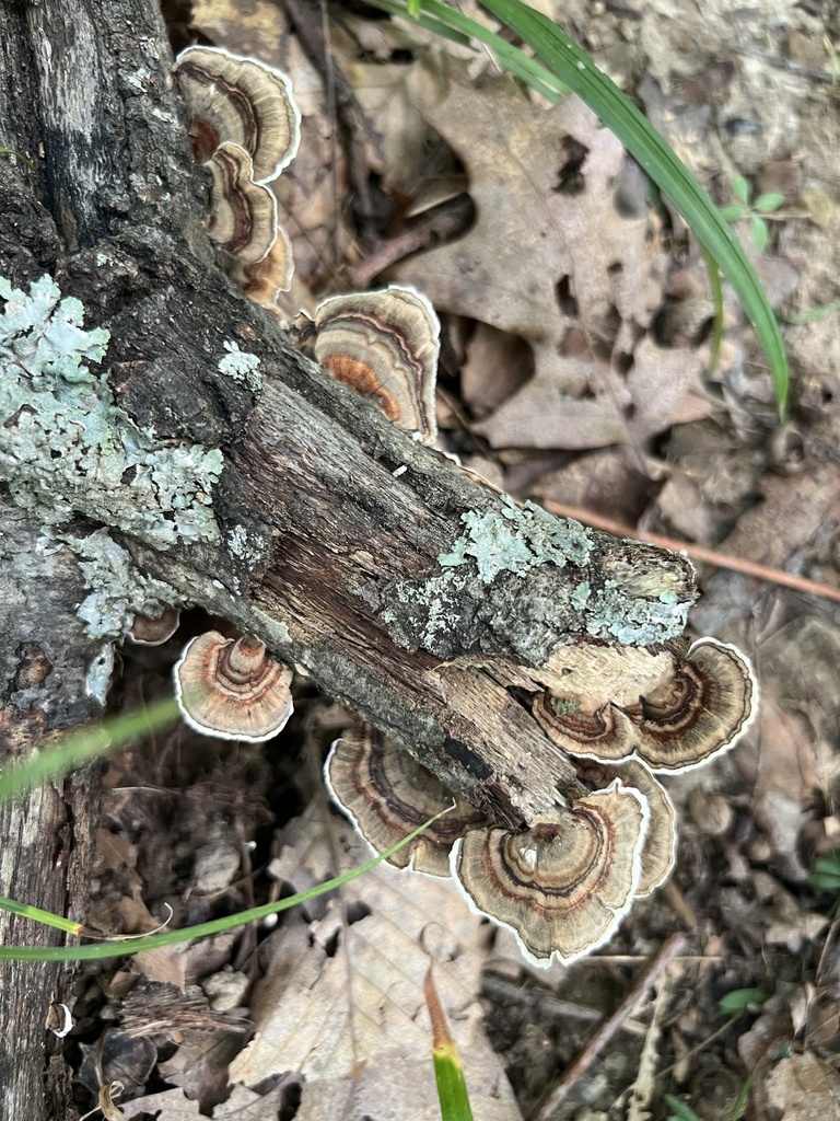 turkey-tail · July 2026 · photo: Photo: (c) Brian C. Hunt, some rights reserved (CC BY) · iNaturalist