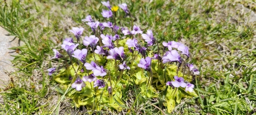 Pinguicula nevadensis