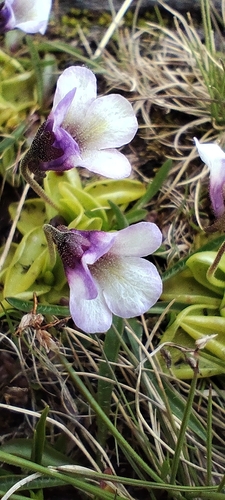 Pinguicula nevadensis