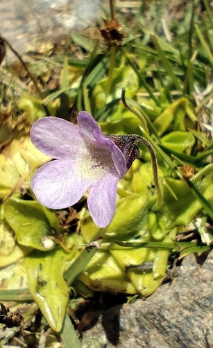 Pinguicula nevadensis