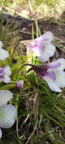 Pinguicula nevadensis
