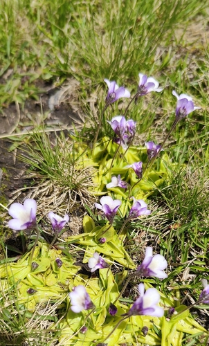 Pinguicula nevadensis