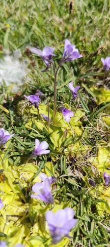 Pinguicula nevadensis
